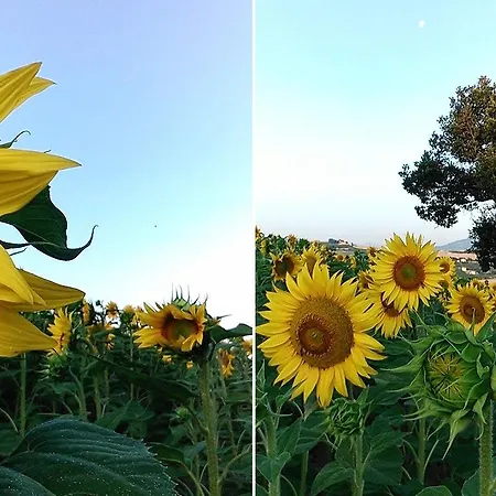 C'era Volta Ripatransone