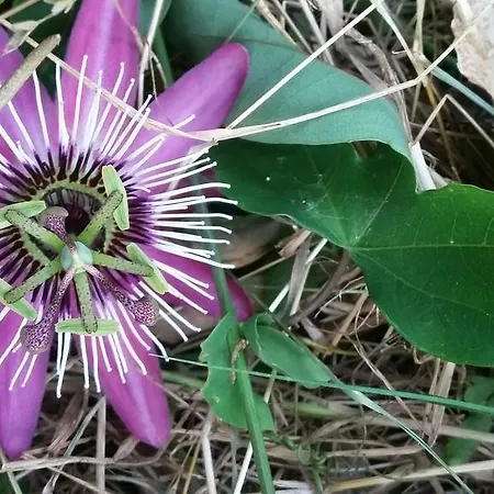 C'era Volta Alloggio per agriturismo Ripatransone