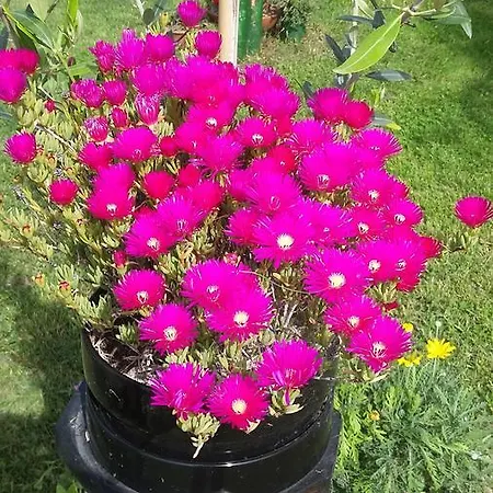 Lantgård C'era Volta Ripatransone